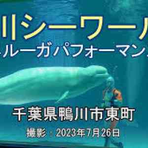 Images 鴨川 シーワールドベルーガパフォーマンス 4K Kamogawa Sea WorldBeluga Performance =